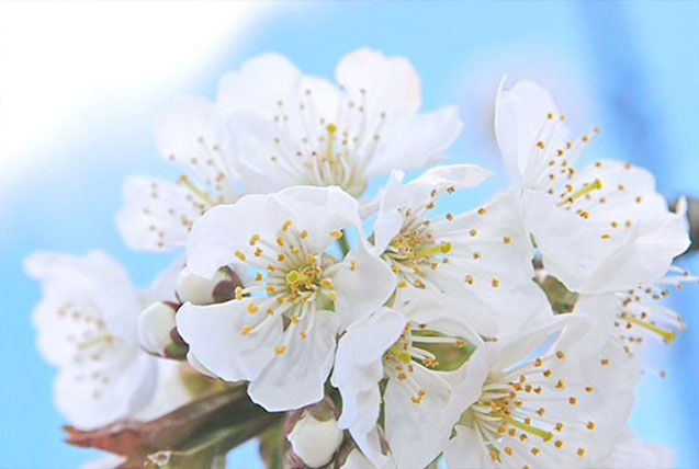 Bijeli cvjetovi trešnje