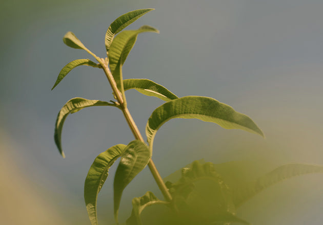 Verbena sastojak L’Occitane

