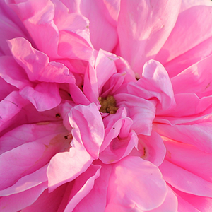  Featured Ingredient - L'Occitane