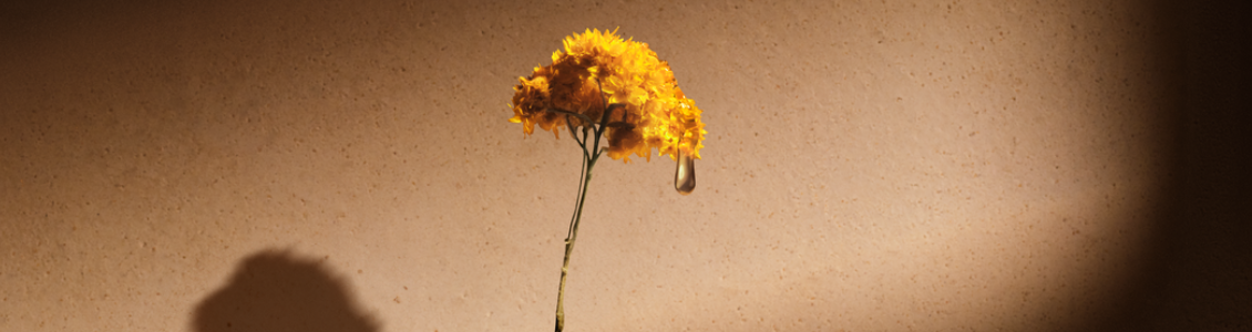 Snaga Smilja - Immortelle - L'occitane