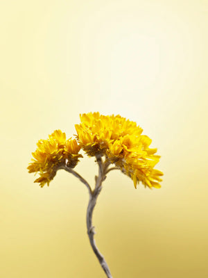 Serum za revitalizaciju vlasišta Immortelle