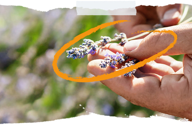 Više od branda: priča o pravim vrijednostima