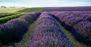 Plantaža prave lavande