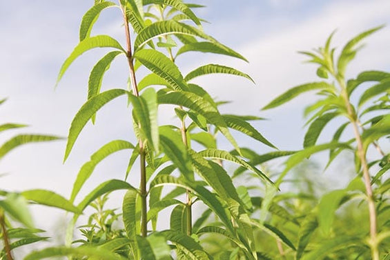 Osvježavajuć limunasti miris citronovac